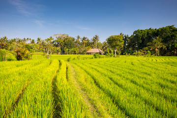 Fototapeta na wymiar Rice Fields Near Ubud in Indonesia