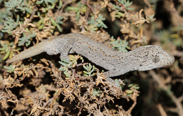 Strophurus ciliaris is a species of lizard in the family Gekkonidae. The common name of this species, which is endemic to Australia, is spiny-tailed gecko.