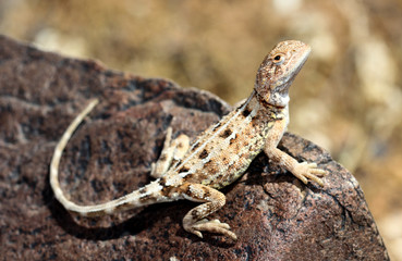 Tympanocryptis tetraporophora is a species of saurians of the family of Agamidae.