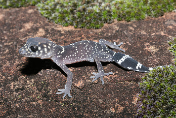 Underwoodisaurus milii is a species of gecko of the family Carphodactylidae.