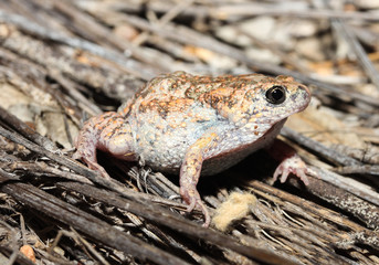Uperoleia is a genus of amphibians of the family Myobatrachidae.