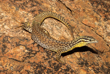 The spiny-tailed monitor, also known as the ridge-tailed monitor or Ackies dwarf monitor, is an Australian species of lizard belonging to the genus of monitor lizards.