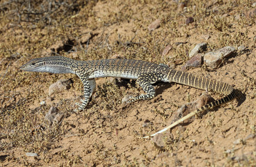 The sand goanna is a species of large Australian monitor lizard, also known as Gould's monitor, the sand monitor, or racehorse goanna.