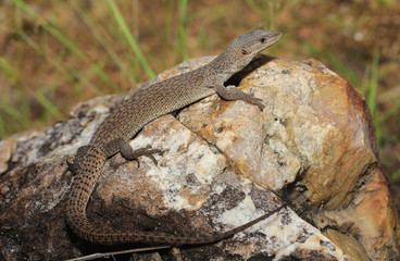 Dwarf monitor lizard or the North Australian lizard (lat. Varanus primordius) is a species of lizard from the family of monitor lizards.