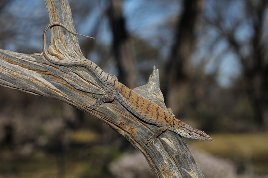 The pygmy mulga monitor or stripe-tailed goanna is a species of monitor lizard native to northwestern and central Australia.