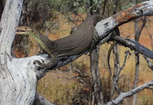 Mertens' or Mertens's water monitor, often misspelled Merten's water monitor, is a member of the monitor lizard family found in northern Australia, and is a wide-ranging.