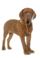 Fototapeta premium puppy Dogue de Bordeaux