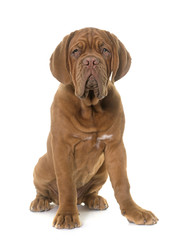 puppy Dogue de Bordeaux