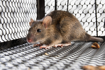 A mouse in the Cage