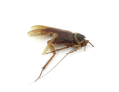 cockroach was stomped to death isolated on white, roach remains that has been hit to flattening and tear