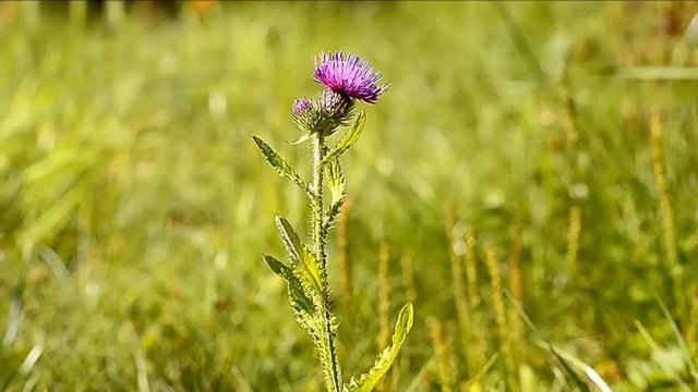 Thistle - Carduus nutans L