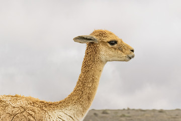 Vicuna at Chimborazo Park Ecuador