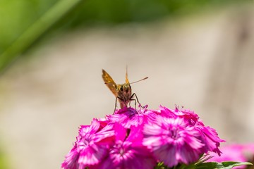 Beautiful butterfly sitting on flower.