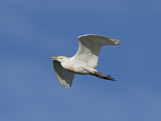 Cattle egret (Bubulcus ibis)