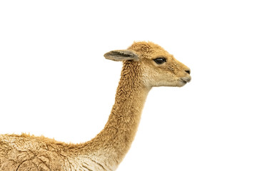 Vicuna Face Isolated Over White