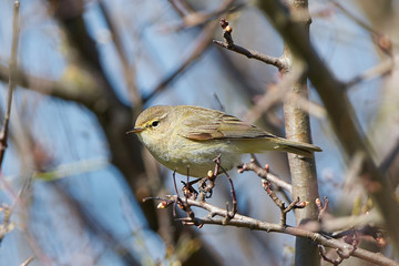 Common chiffchaff (Phylloscopus collybita)