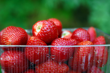 Juicy strawberries  in the container. Background of ripe red  strawberries . Useful vitamin food....