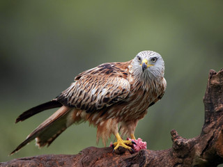Red kite (Milvus milvus)