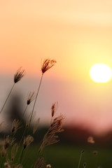 Grass flower with sunset background.
