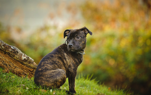 Staffordshire Bull Terrier puppy sitting on grassy hill