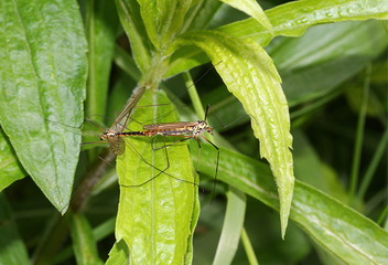 Kohlschnaken bei der Paarung, Tipula sp.
