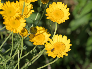 Färberkamille, Hundskamillen, Anthemis