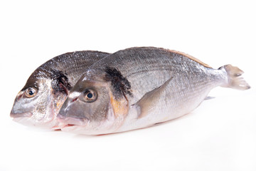 fish isolated on white