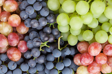 Bunch of colorful grapes - obrazy, fototapety, plakaty