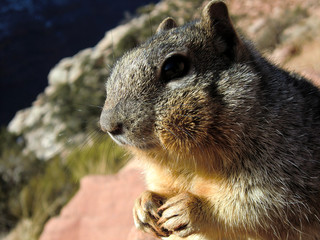 Chubby squirrel eating a snack with full cheeks