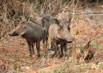 family of African warthogs standing in the grass, guarding your group, Botswana