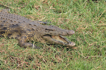 Crocodile with open jaws, lying in the grass of the African savannah, Chobe