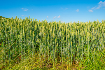 Obraz premium Sunny field with grain in summer