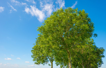 Fototapeta premium Canopy of a tree in sunlight in spring