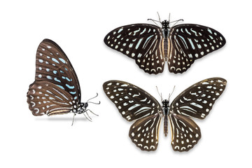 Spotted Zebra butterfly