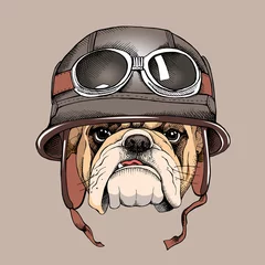  Bulldog portrait in a retro helmet of Racer. Vector illustration. © Afishka