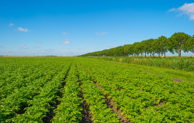 Fototapeta na wymiar Plowed field with potatoes in summer