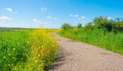 Path along the shore of a lake in summer