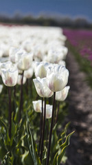 white tulips in the spring time