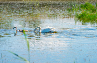 Swan with cygnets swimming in a lake
