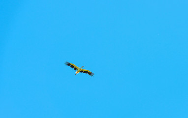 Fototapeta premium Stork flying in a blue sky in summer