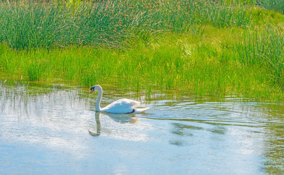 Swan swimming in a lake in summer