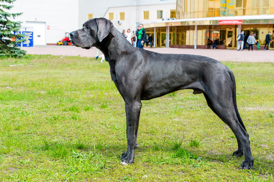Great Dane waits. The Blue color  Great Dane is on the grass.