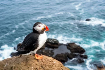 Colorful atlantic puffin on a cliff