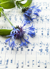 Altes handgeschriebenes Notenblatt mit blauer Kornblume (Centaurea cyanus), Hintergrund 
