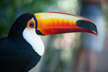 Brazilian toucan portrait