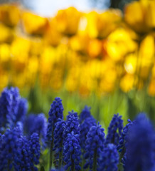 sunny tulips in the spring time