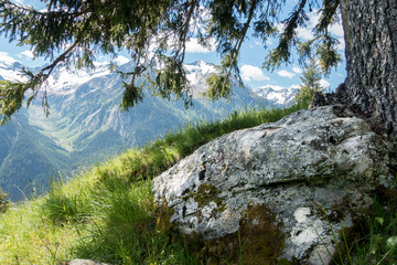 Obraz premium Fels unter einem Baum mit Blick auf die Alpen