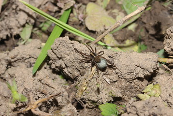 Wolfsspinne mit Eikokon, Lycosidae, Paradosa