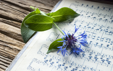 Altes handgeschriebenes Notenblatt mit blauer Kornblume (Centaurea cyanus) auf Treibholz / Holz...