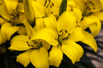 Obraz premium Lilies in the spring time
